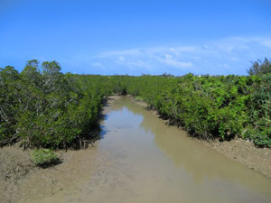 mangroobe.jpg