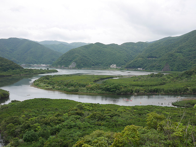 奄美大島住用のマングローブ