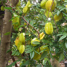 仲里熱帯果樹園