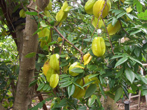 仲里熱帯果樹園