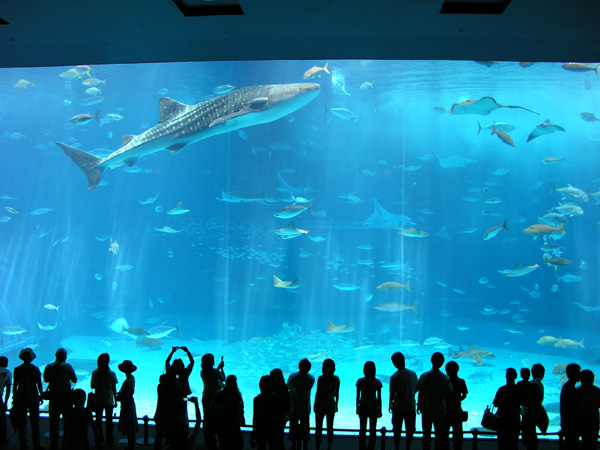 美ら海水族館