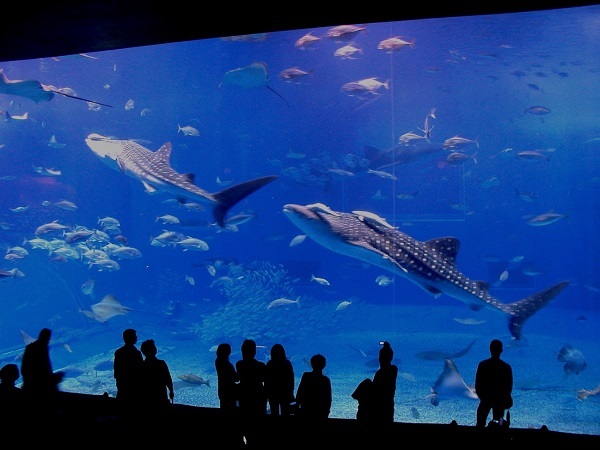 美ら海水族館