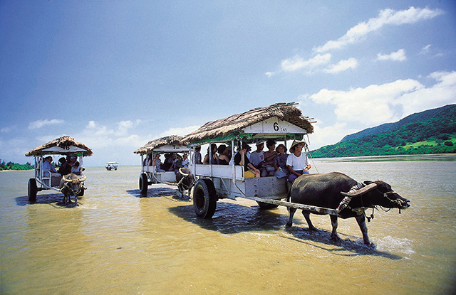 竹富島 西表島で水牛車に乗る それぞれの島での違いは