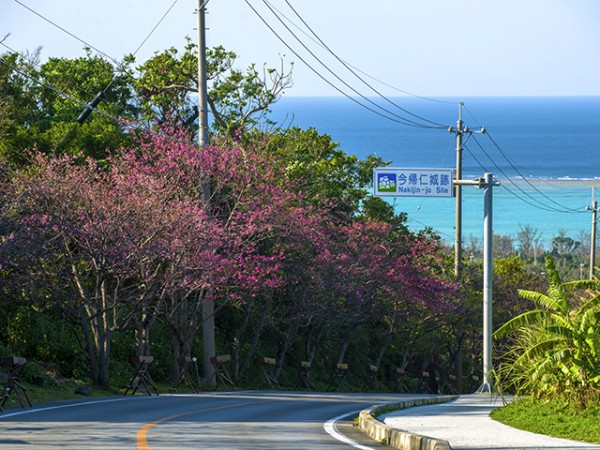 沖縄の花見