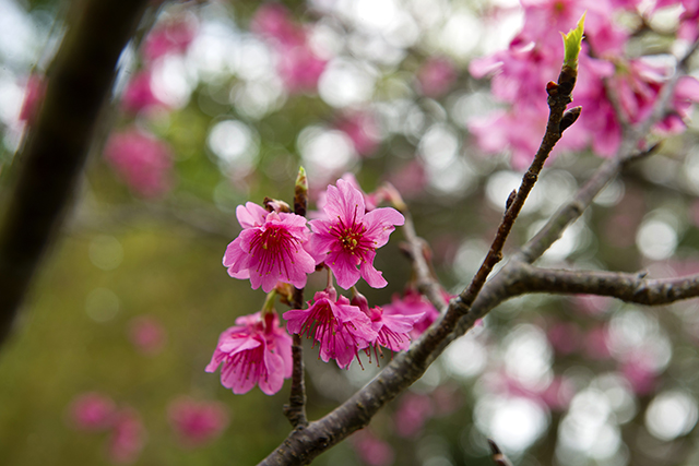 沖縄でお花見をしよう 見ごろの時期はいつ おすすめスポットを紹介