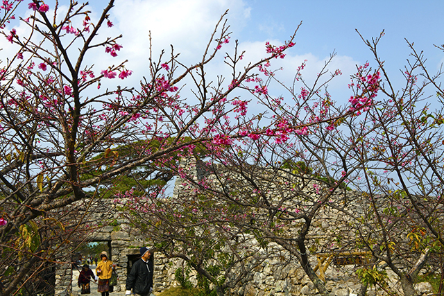 今帰仁グスク桜まつり