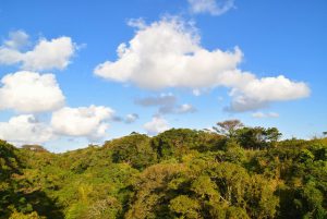 奄美諸島・徳之島の観光スポット、樹齢300年の「ガジュマル」とは？