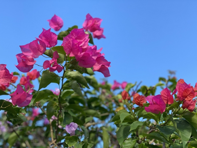 気分は南国 熱帯植物のベランダ栽培をはじめよう