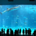 美ら海水族館