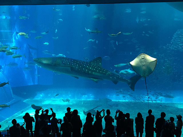 美ら海水族館